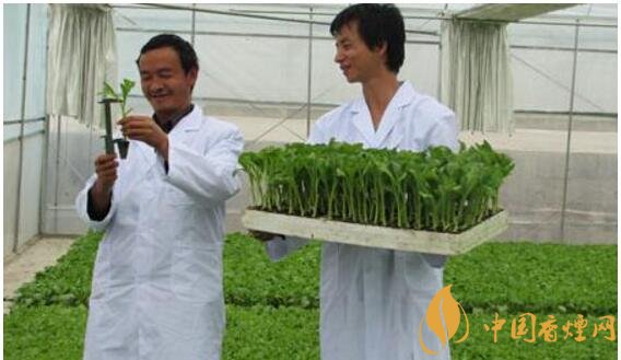 煙草專業(yè)大學排名，煙草專業(yè)就業(yè)前景好