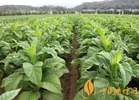 湖南瀏陽煙草局依托G80烤煙特色品種為煙農(nóng)創(chuàng)收9375萬元！